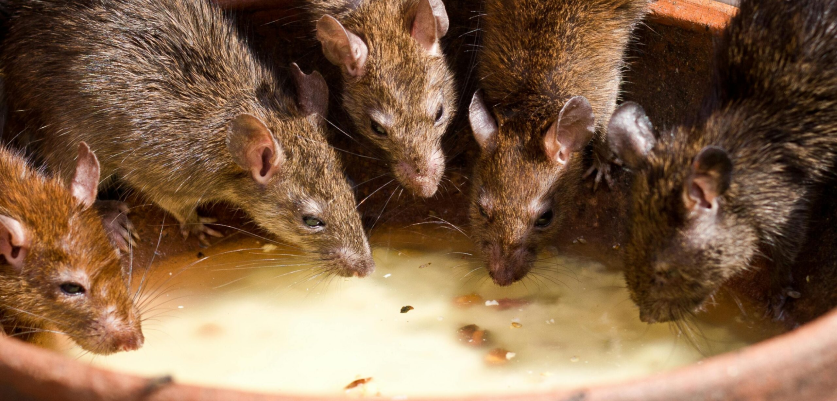 Rodents Prevention